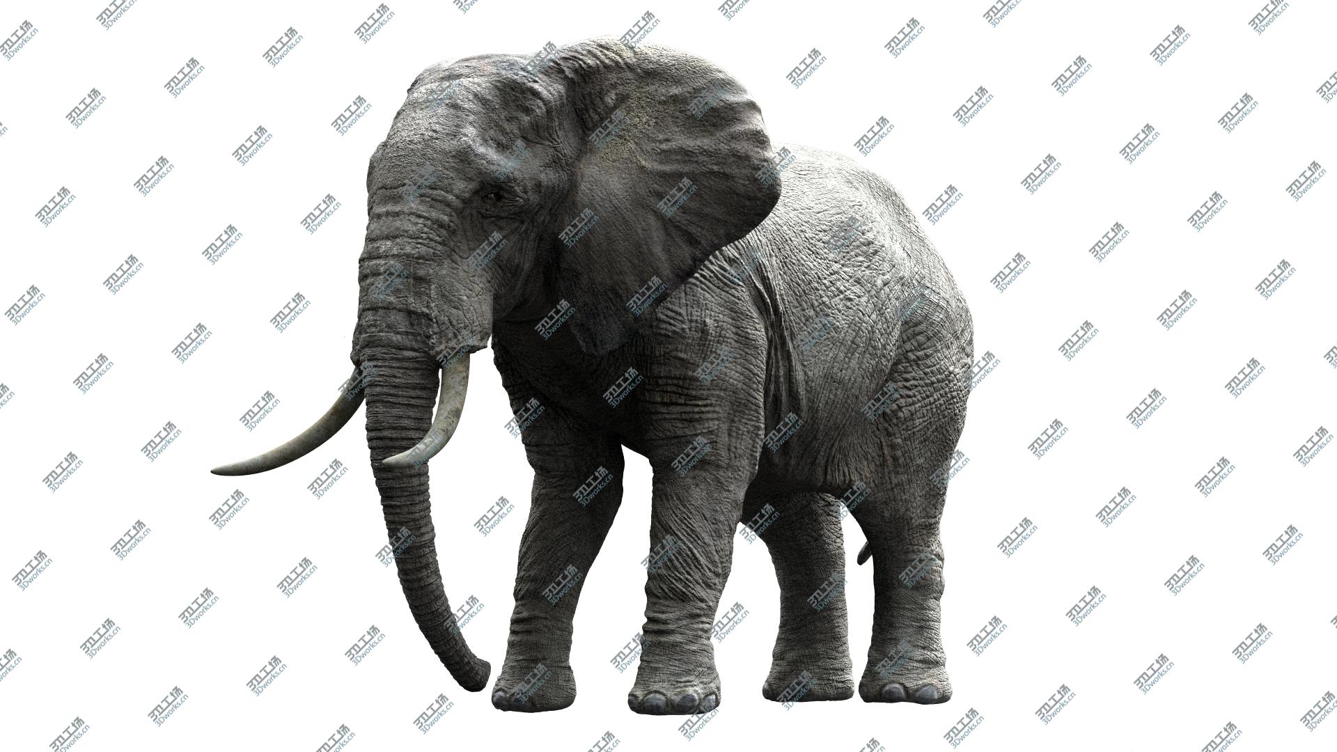 images/goods_img/20210113/African Elephant (Animation) (Rigged)/5.jpg